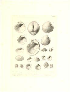 n54_w1150