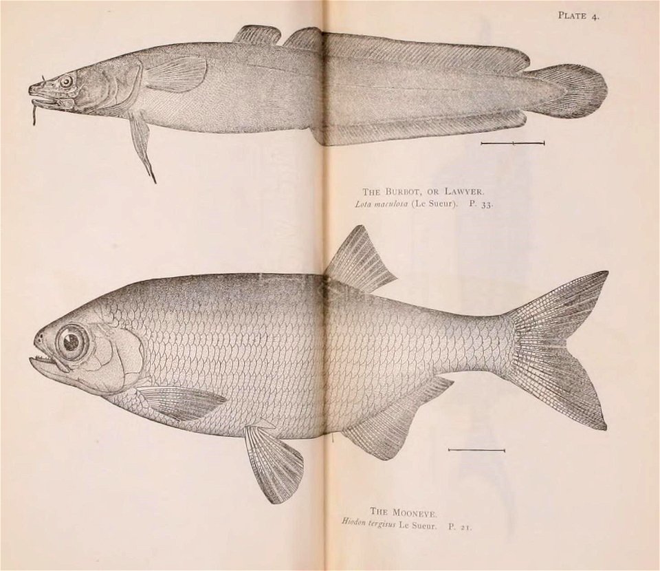n56_w1150