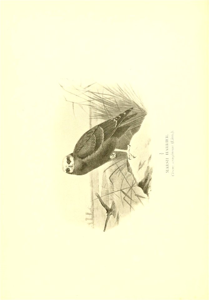 n135_w1150