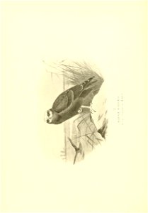 n135_w1150