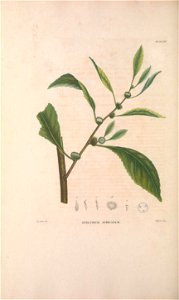 n193_w1150