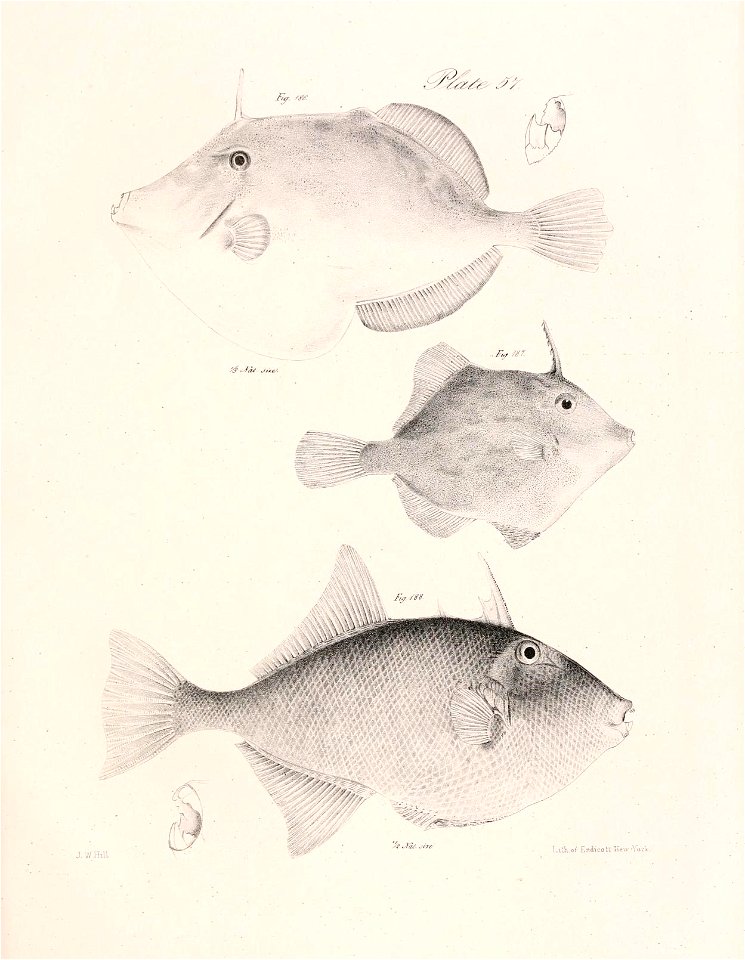 n116_w1150