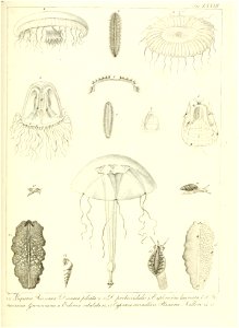 n156_w1150
