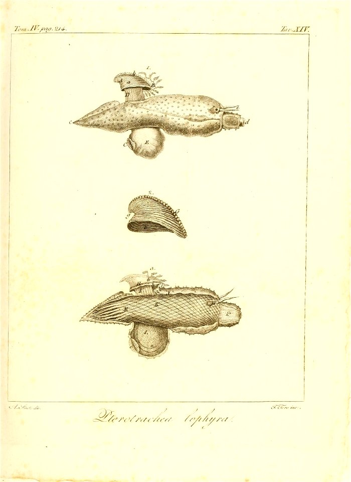 n36_w1150