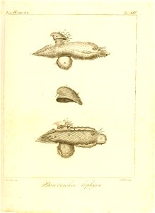 n36_w1150