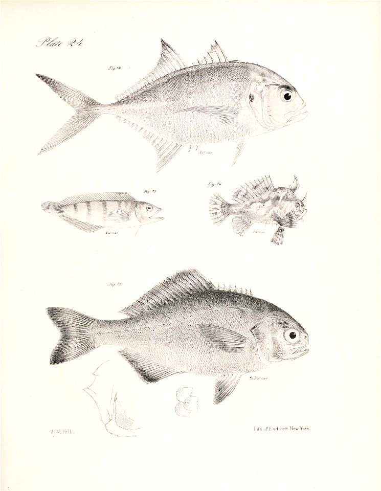 n50_w1150