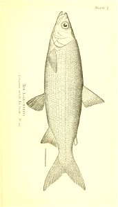 n62_w1150