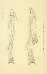 n33_w1150