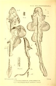 n271_w1150