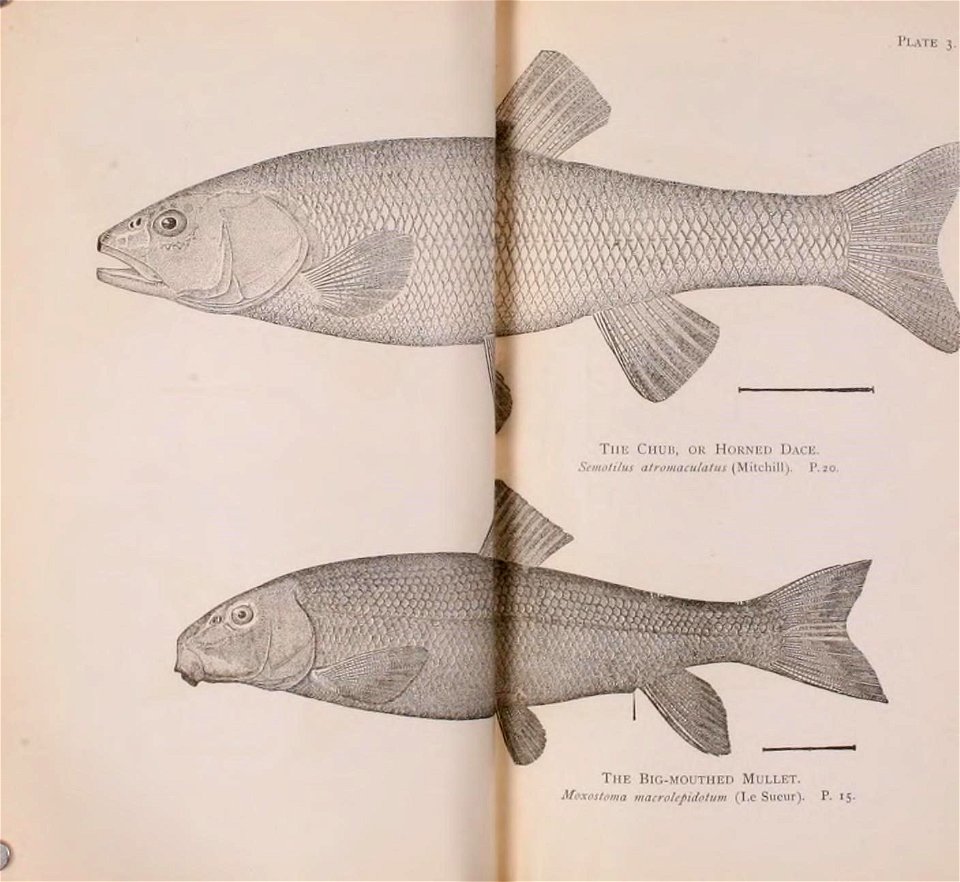 n52_w1150
