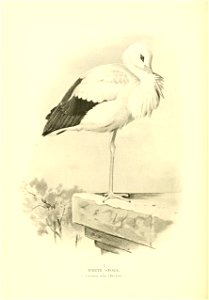 n123_w1150