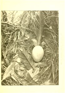 n66_w1150