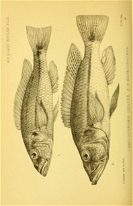 n205_w1150