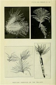 n217_w1150