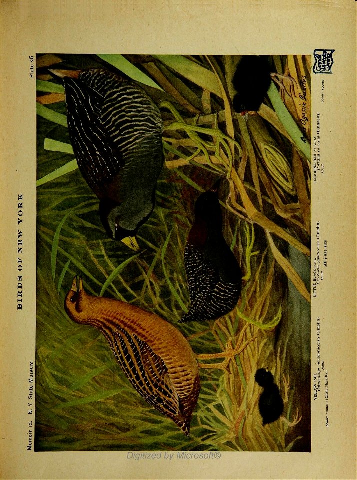 n56_w1150