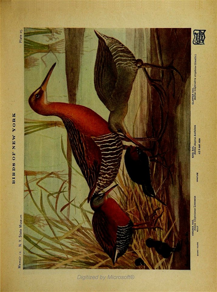 n54_w1150