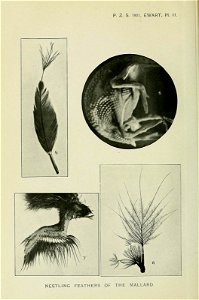 n203_w1150