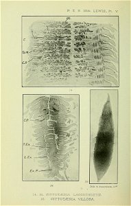 n553_w1150