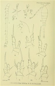 n295_w1150