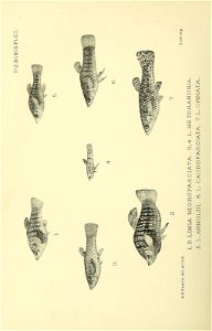 n817_w1150