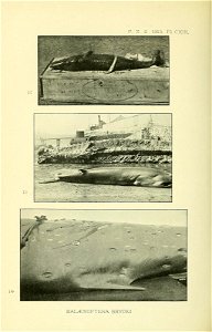 n939_w1150