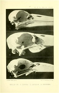 n424_w1150