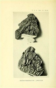 n781_w1150