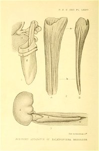 n267_w1150