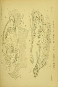 n494_w1150