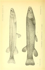 n437_w1150