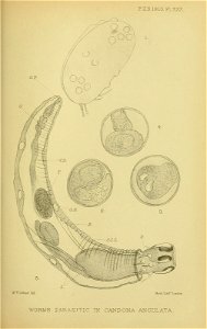 n306_w1150