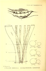 n275_w1150