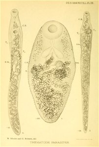 n195_w1150