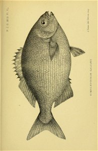 n150_w1150