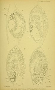n496_w1150
