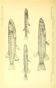 n439_w1150