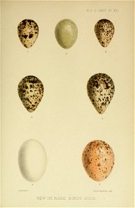 n1150_w1150