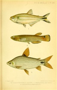 n456_w1150