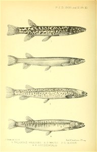 n435_w1150