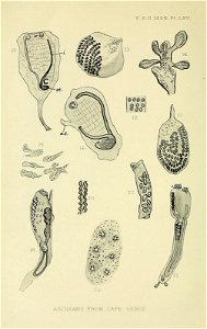 n539_w1150