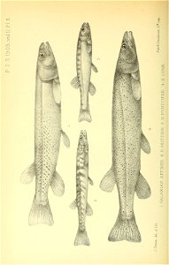 n433_w1150