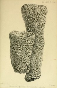 n1176_w1150