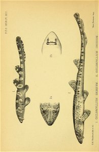 n425_w1150