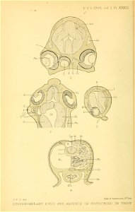 n555_w1150
