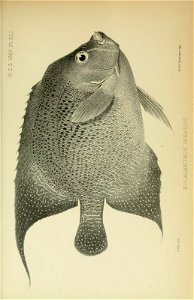 n1200_w1150