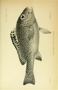n1198_w1150
