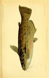 n462_w1150