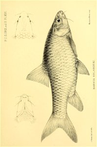 n418_w1150