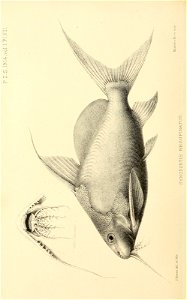 n257_w1150