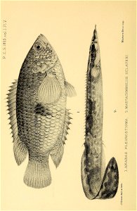 n55_w1150
